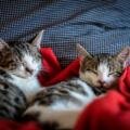 Choosing the Right Litter for Your Cat