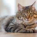 Essential Grooming Tips Every Cat Owner Should Know